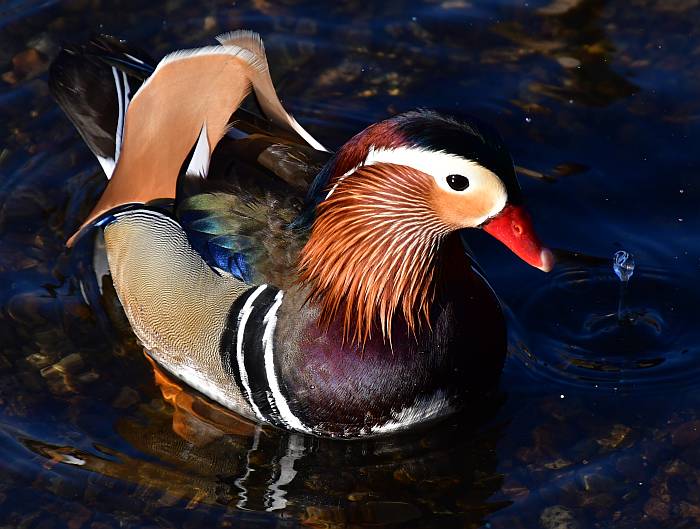 mandarin duck burnaby lake