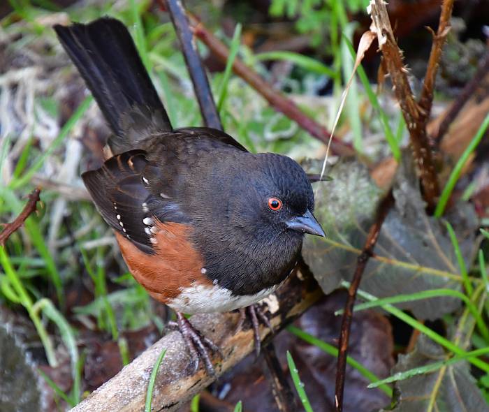 spotted towhee burnaby lake bc