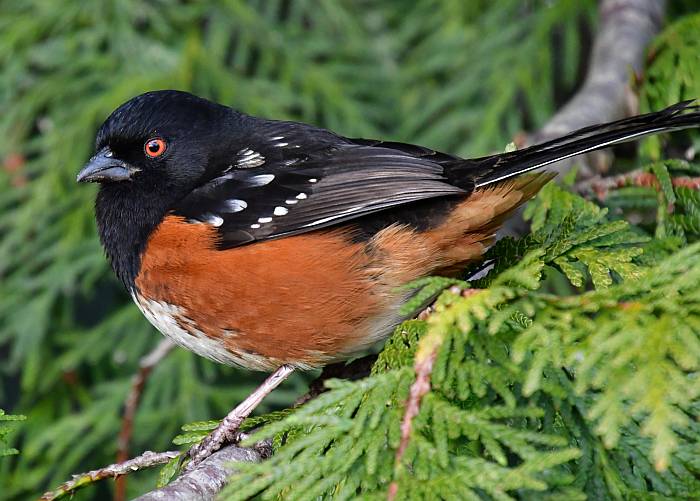 spotted towhee burnaby bc