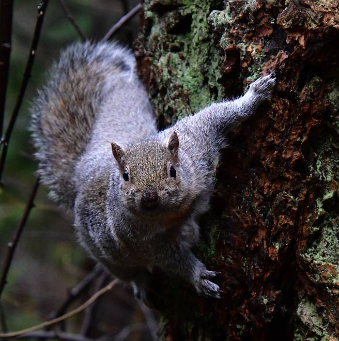 squirrels central park burnaby bc