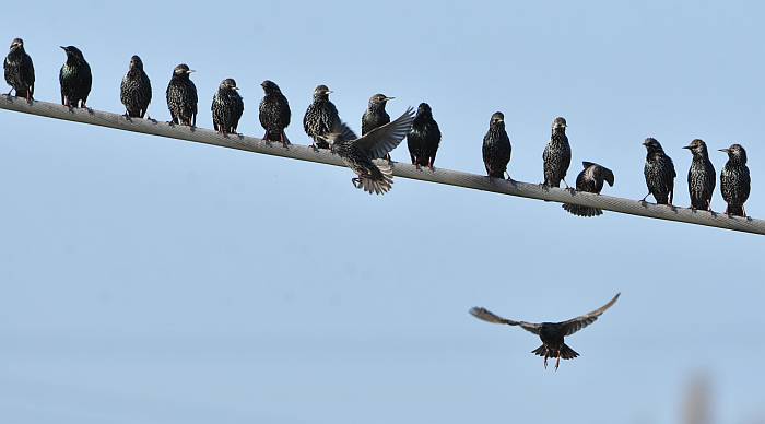 starlings delta bc