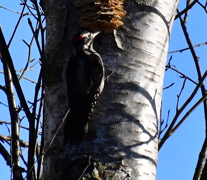hairy woodpecker burnaby lake bc