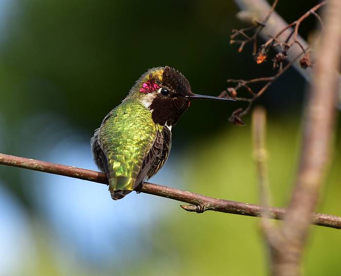 anna's hummingbird garry point park steveston bc