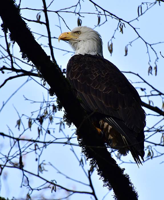 bald eagle byrne creek burnaby bc