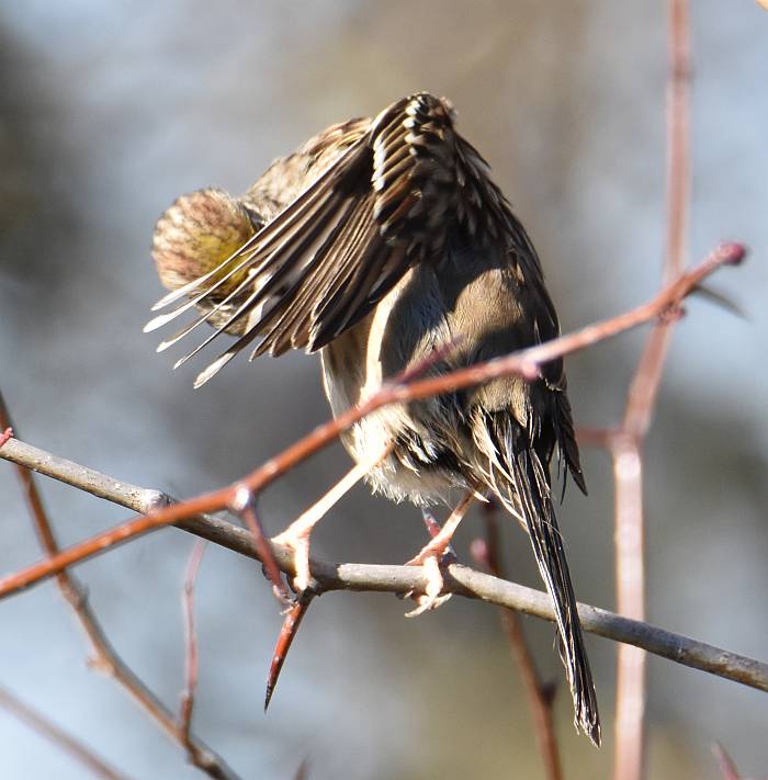 golden-crowned sparrow Iona beach yvr