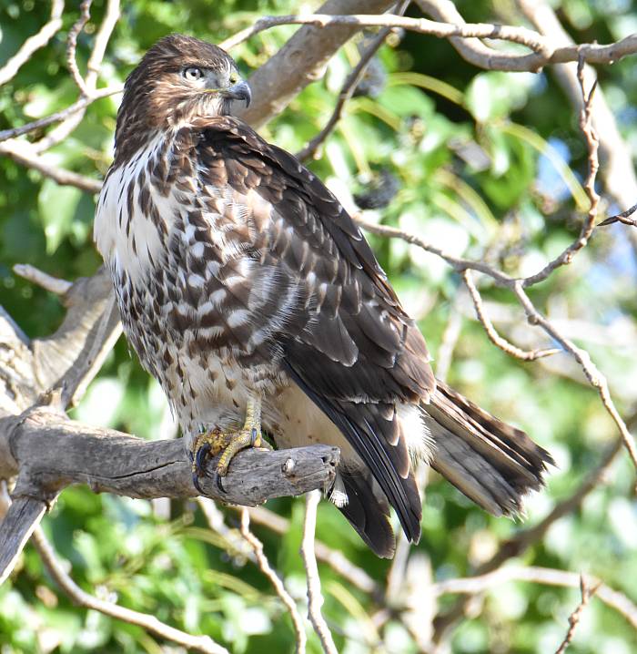 hawk iona beach yvr