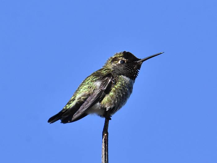 anna's hummingbird iona beach yvr