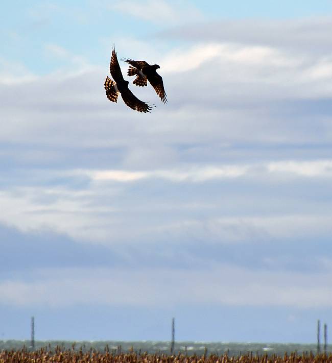northern harriers steveston bc