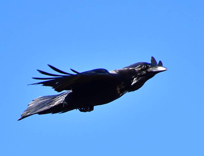 common raven burnaby bc