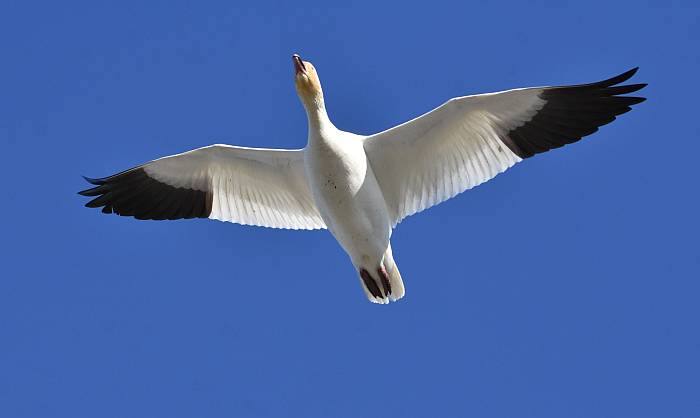 snow goose iona beach yvr