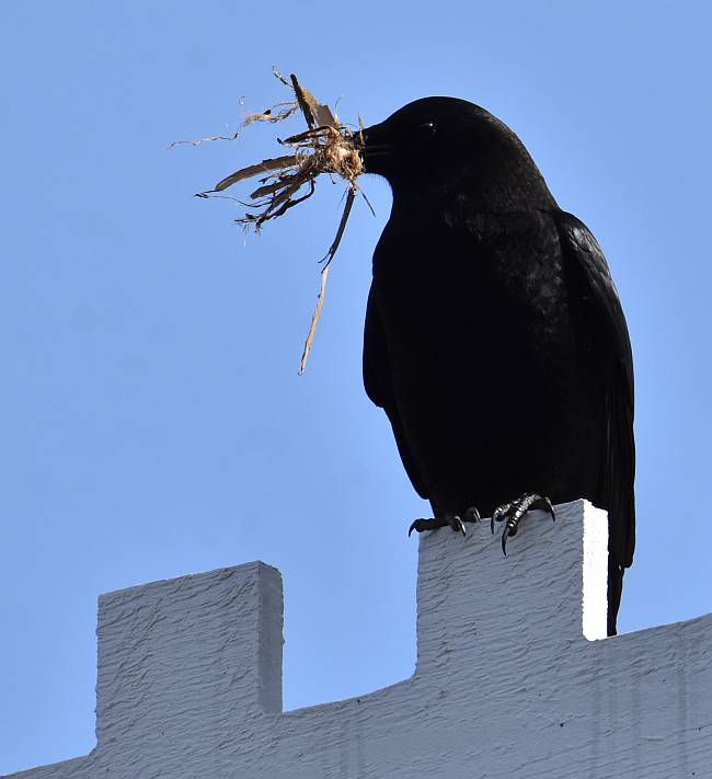 crow surrey bc