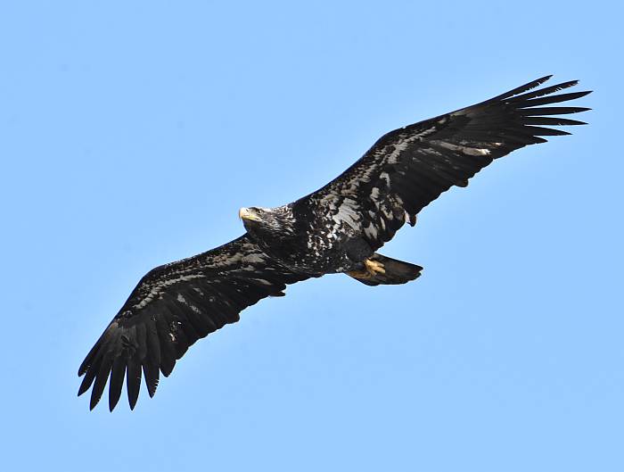 eagle centennial beach delta bc