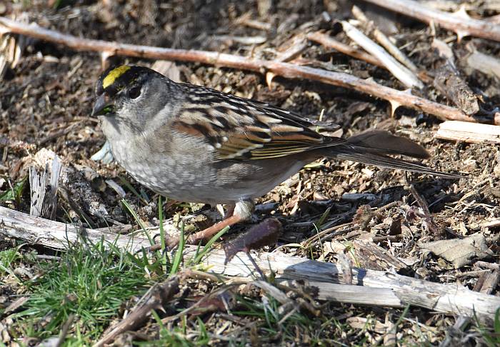 golden-crowned sparrow iona beach yvr