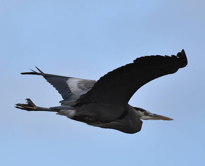 great blue heron centennial beach delta bc