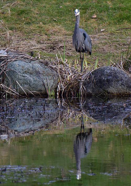 great blue heron fraser foreshore burnaby bc