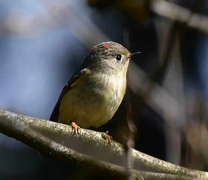ruby-crowned kinglet burnaby bc