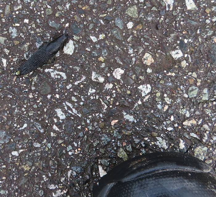 black slug taylor park burnaby bc