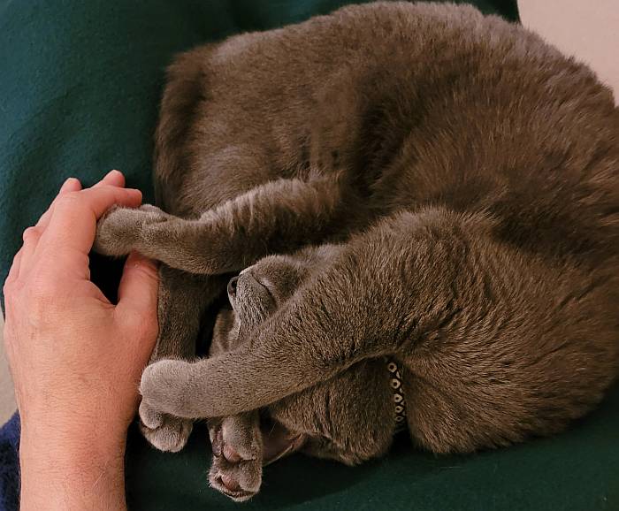 sora the cat holding hands