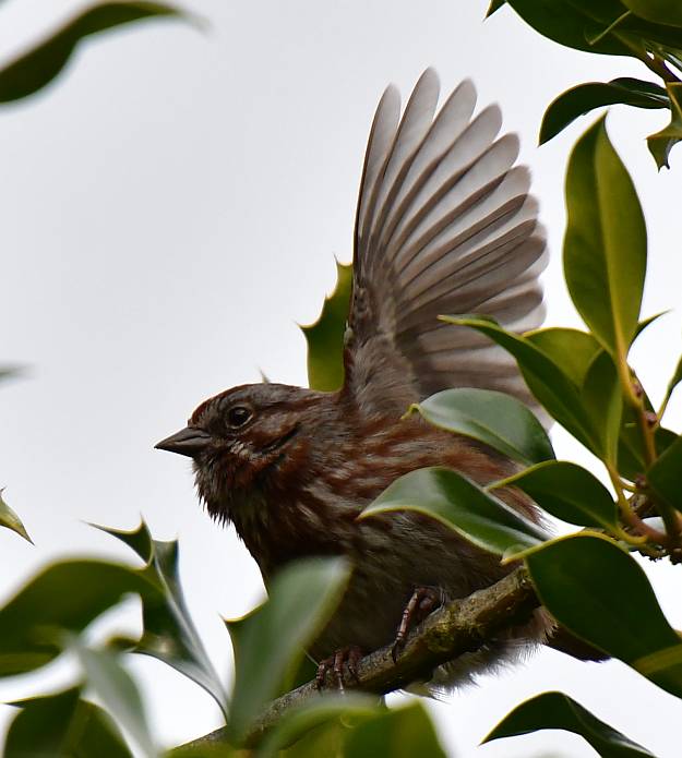 sparrow burnaby bc