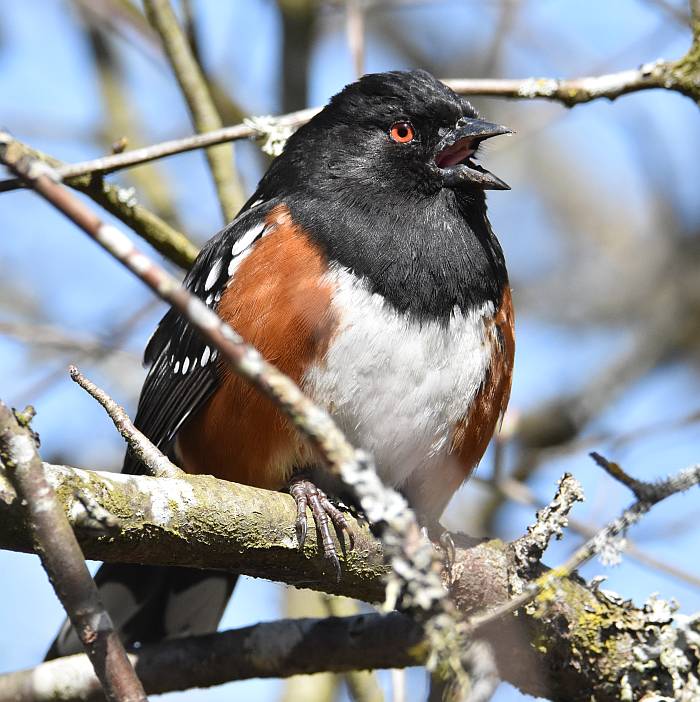 spotted towhee surrey bc