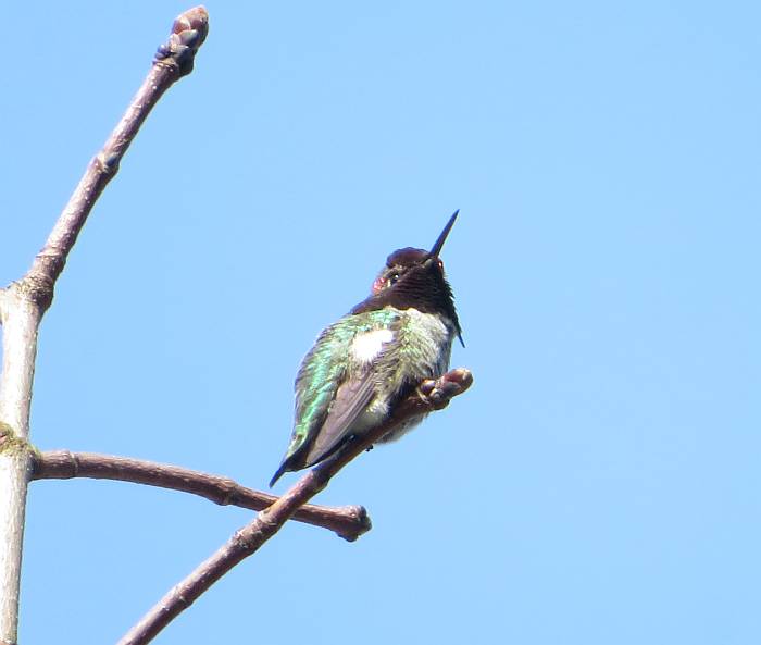 anna's hummingbird burnaby bc