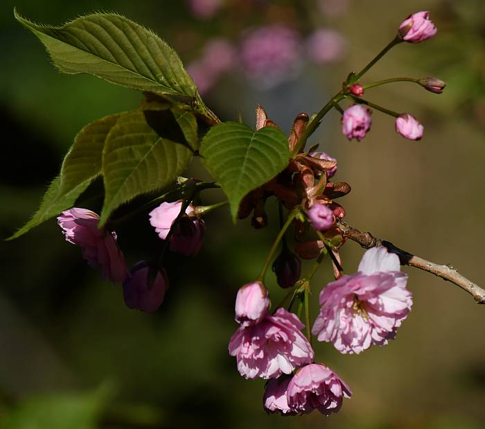 cherry blossoms burnaby bc