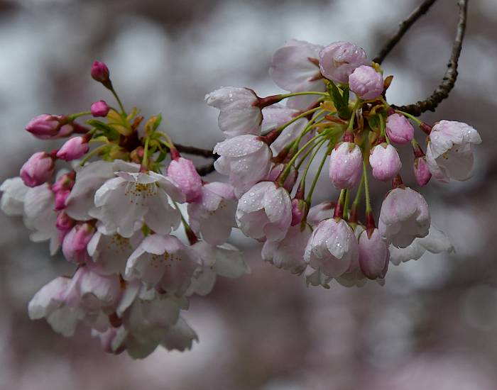 blossoms rain burnaby bc