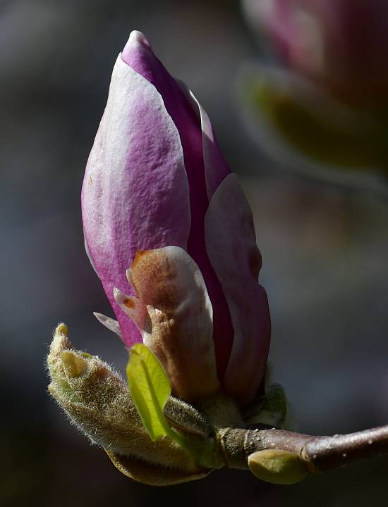 magnolia blossoms burnaby bc