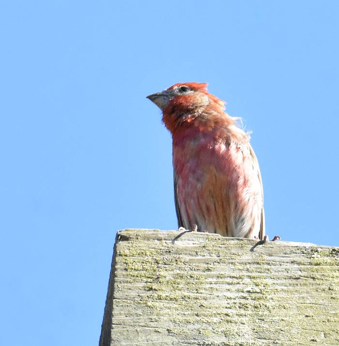 house finch burnaby bc