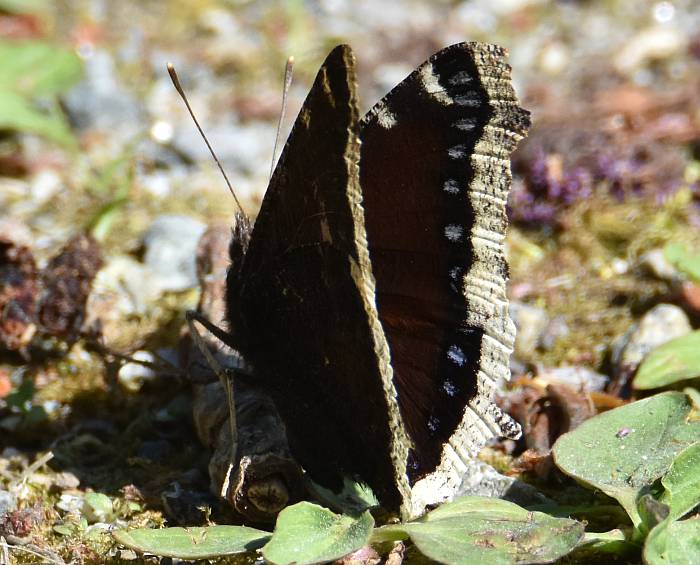 mourning cloak burnaby bc