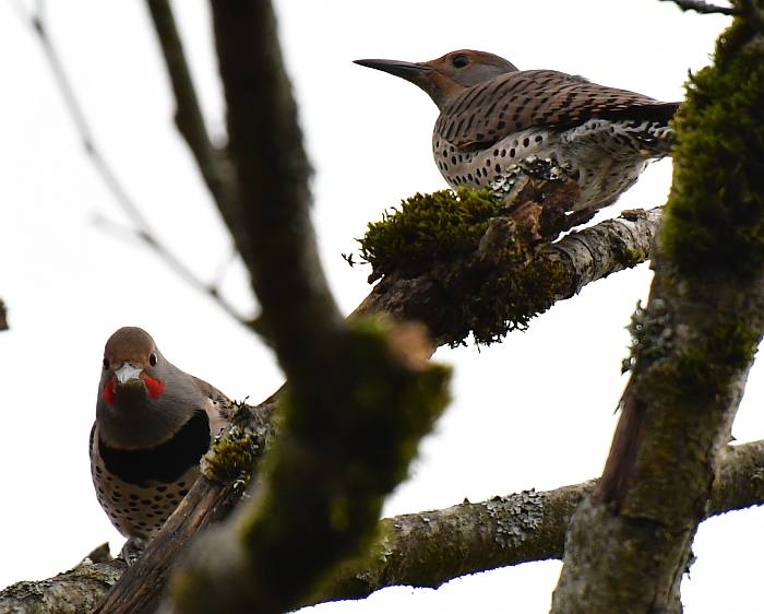 northern flickers burnaby bc