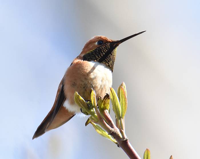 rufous hummingbird fraser foreshore burnaby bc