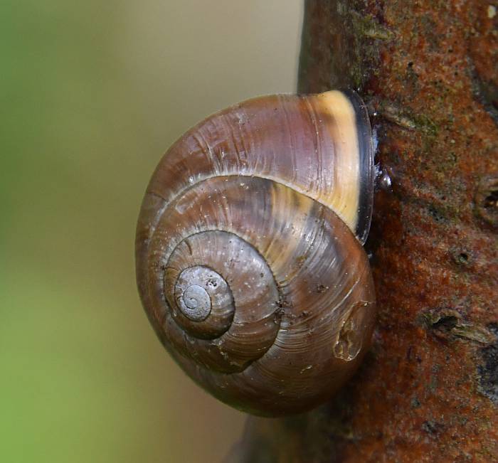 snails climbing trees burnaby bc