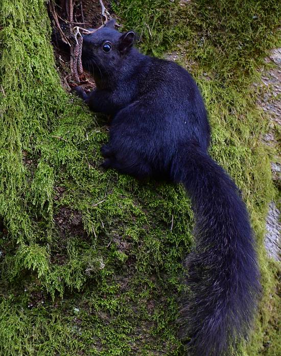 squirrel burnaby bc