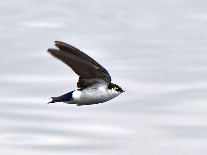 viloet-green swallows deer lake burnaby bc
