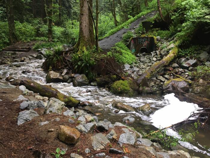 coho smolt kill byrne creek burnaby bc