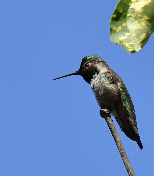 anna's hummingbird new westminster bc