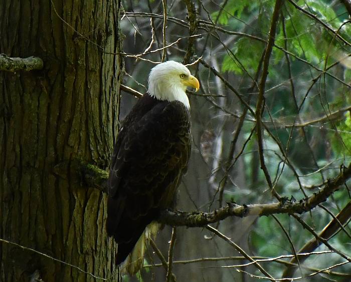 bald eagle byrne creek burnaby bc