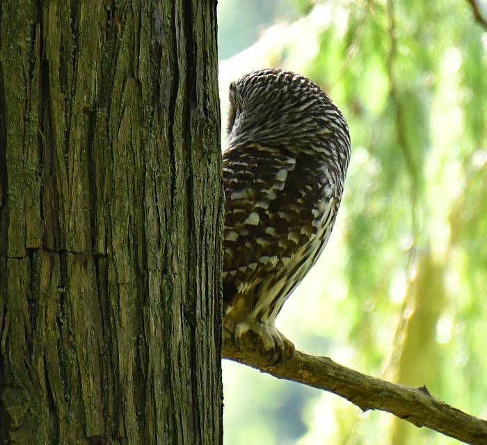barred owl byrne creek burnaby bc