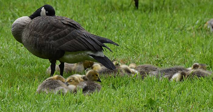 canada goose goslings burnaby bc