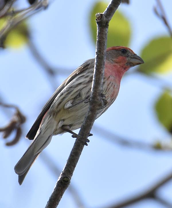 house finch burnaby bc