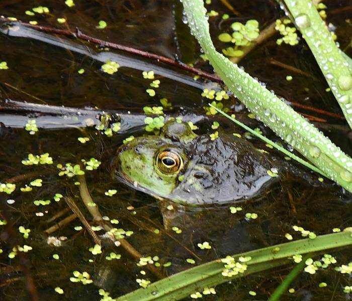 frog deer lake burnaby bc