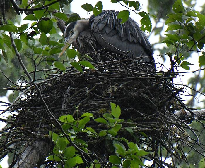 heron nesting burnaby bc