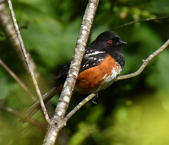 spotted towhee burnaby bc