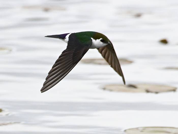 violet-green swallow burnaby bc