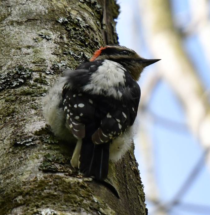 woodpecker burnaby bc