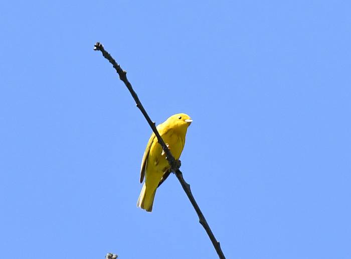 yellow warbler burnaby bc