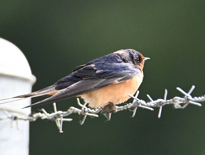 barn swallow deas island bc