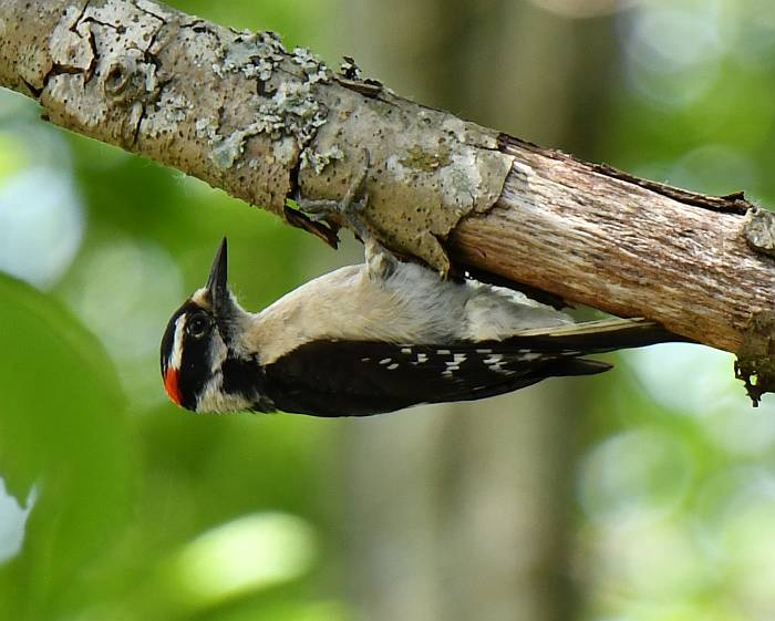 downy woodpecker burnaby bc