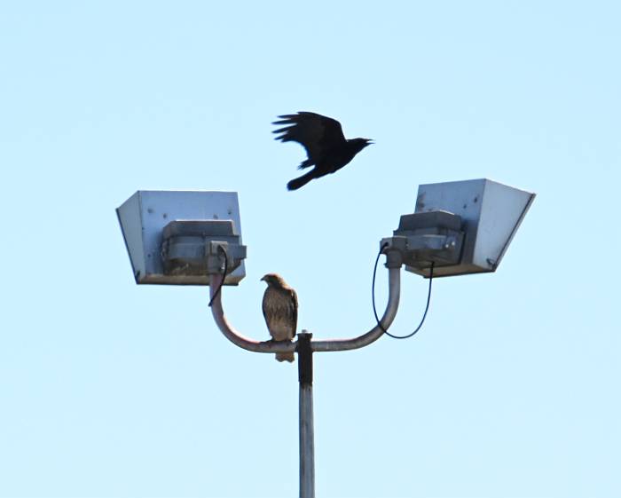 hawk crows taylor park burnaby bc